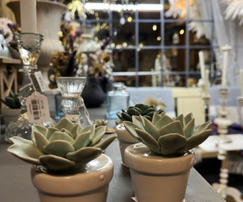 Shop pic ceramic succulents